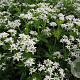 Galium odoratum GM P9