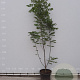 Tetradium daniellii 175-200 cm met kluit