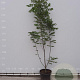 Tetradium daniellii 175-200 cm met kluit