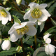 Helleborus niger GM P9