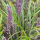 Liriope muscari 'Ingwersen' GM P9