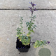 Nepeta 'Walker's Low' GM P9