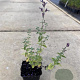 Nepeta 'Walker's Low' GM P9