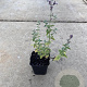 Nepeta 'Walker's Low' GM P9