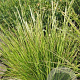 Sesleria autumnalis GM P9