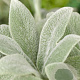 Stachys byzantina 'Silver Carpet' GM P9