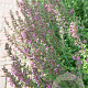 Teucrium lucidrys GM P9