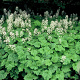 Tiarella cordifolia GM P9