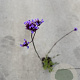 Verbena bonariensis GM P9