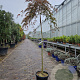 Acer pal. 'Garnet' 160 cm stam container kroon 60-80