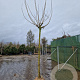 Albizia julibr. Ombrella 200 cm stam draadkluit 20-25