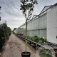 Albizia julibr. Ombrella 220 cm stam container 16-18