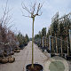Albizia julibr. Ombrella 220 cm stam container 16-18