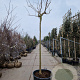 Albizia julibr. Ombrella 220 cm stam container 16-18