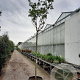 Albizia julibr. Ombrella 220 cm stam container 16-18