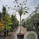 Albizia julibr. Ombrella 200 cm stam container 25-30