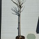 Albizia julibr. Ombrella 20-25 HO container laagstam