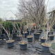 Albizia julibr. Ombrella 200-250 cm cont. 60L meerstammig