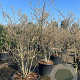 Amelanchier lamarckii 175-200 cm cont. 130L meerstammig