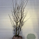 Amelanchier lamarckii 200-225 cm draadkluit