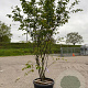 Amelanchier lamarckii 200-250 cm container solitair