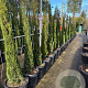 Cupressus sempervirens 125-150 cm 25L