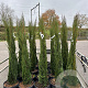 Cupressus sempervirens 150-175 cm 25L