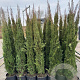 Cupressus sempervirens 175-200 cm 15L