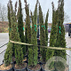 Cupressus sempervirens 175-200 cm 25L