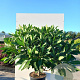 Edgeworthia chrys. 'Grandiflora' 80-100 cm 40L
