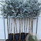 Eucalyptus gunnii halfstam 10L