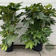 Fatsia japonica 100 cm 15L