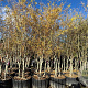 Gleditsia triac. 'Sunburst' 400-450 cm cont. 290L meerstammig solitair