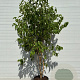 Heptacodium miconioides 200-250 cm cont. 80L