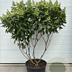 Hydrangea pan. 'DVPPinky' 150-175 cm container Multistam
