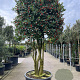 Ilex 'Nellie R. Stevens' 300 cm container meerstammig solitair