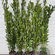 Laurus nobilis 125-150 cm 5,0L