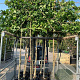 Liquidambar styraciflua 10-12 HO container 180 cm stam LEIVORM
