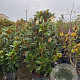 Magnolia grandiflora 160-180 cm container 10-12 stamomtrek
