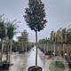 Magnolia grand. 'Galissonnière' 200 cm stam container 25-30