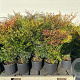 Nandina domestica 40-50 cm 9L