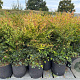 Nandina domestica 80 cm 12L