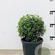 Osmanthus burkwoodii 30-35 cm 10L bol