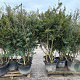 Osmanthus burkwoodii 150-200 cm container