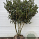 Osmanthus heterophyllus 175-200 cm cont. 240L meerstammig