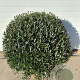 Phillyrea angustifolia 90-100 cm cont. 150L bol