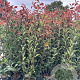 Photinia fraseri 'Red Robin' 100-120 cm 9L