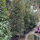 Photinia fraseri 'Red Robin' 200-250 cm cont. 90L
