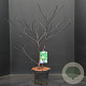 Cornus alternifolia 60-80 cm 10L