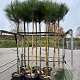 Pinus pinea 8-10 HO container